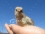 chicken_little_001.jpg